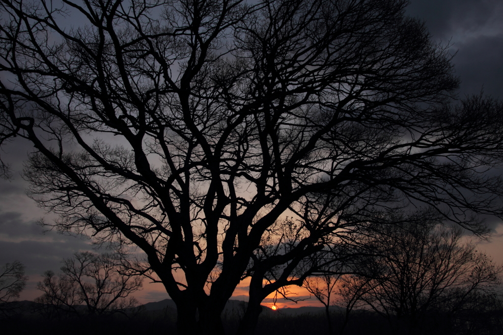 夜明けの木