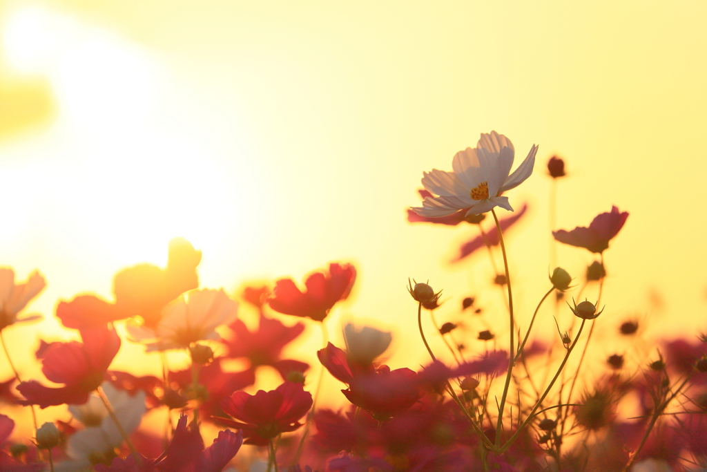 夕陽に