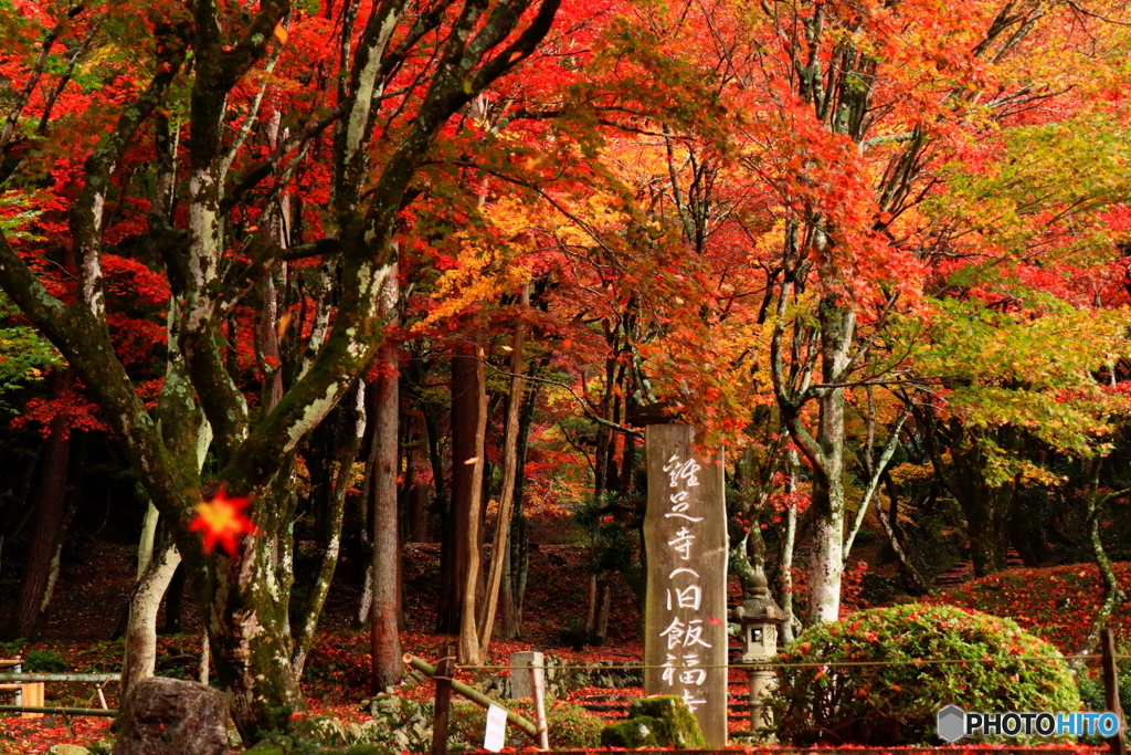 鶏足寺_3