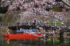 彦根城の桜_6