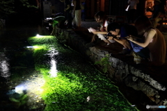 梅花藻ライトアップ