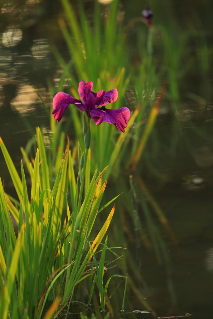 花菖蒲