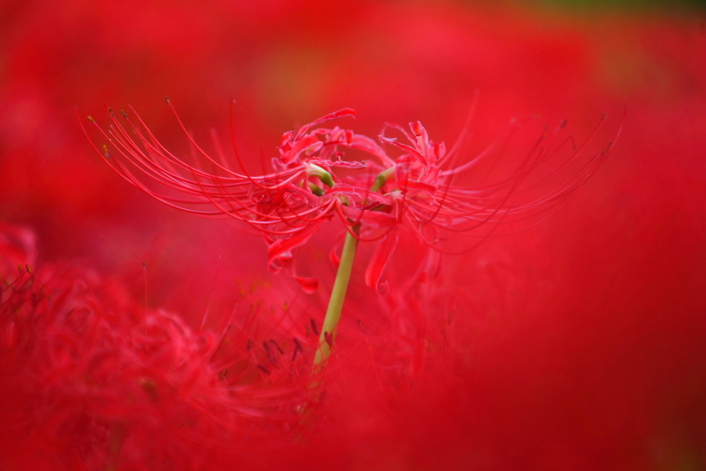 彼岸花_2