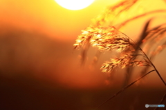 西の湖夕景_1