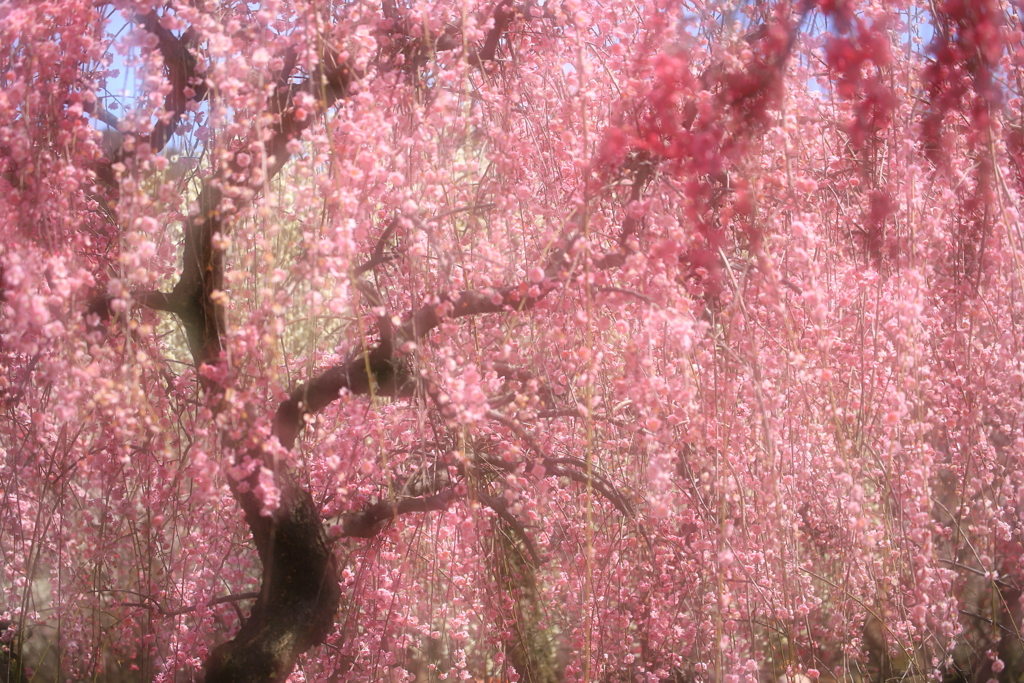 いなべ市梅林公園_1