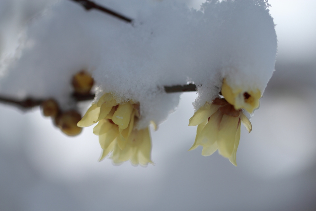 雪と蝋梅