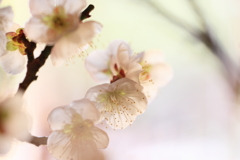 梅_3