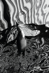 ペンギン