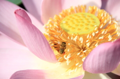 花粉の森