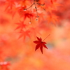 金剛輪寺_10