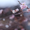 １０月桜