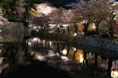 彦根城の桜_10