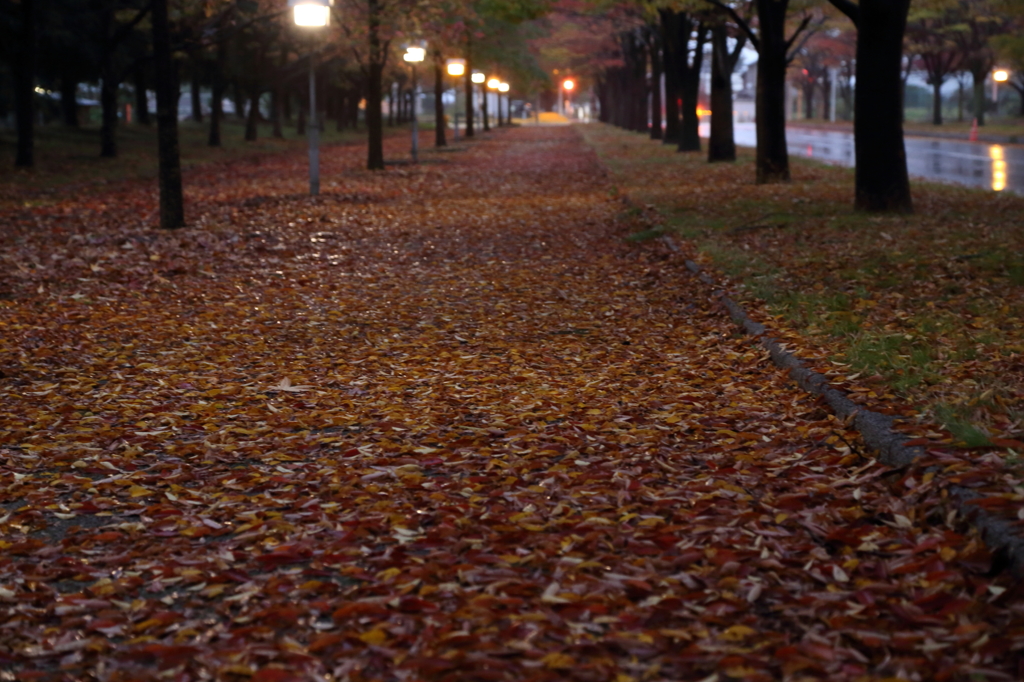 落葉の道