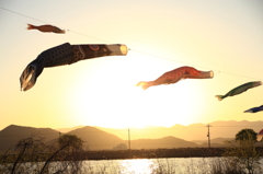夕日に泳ぐ
