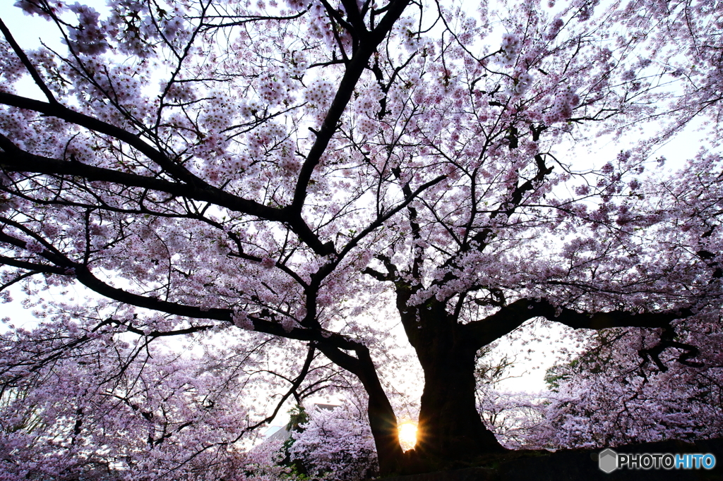 桜と朝陽