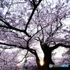 桜と朝陽