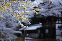沙沙貴神社雪景色
