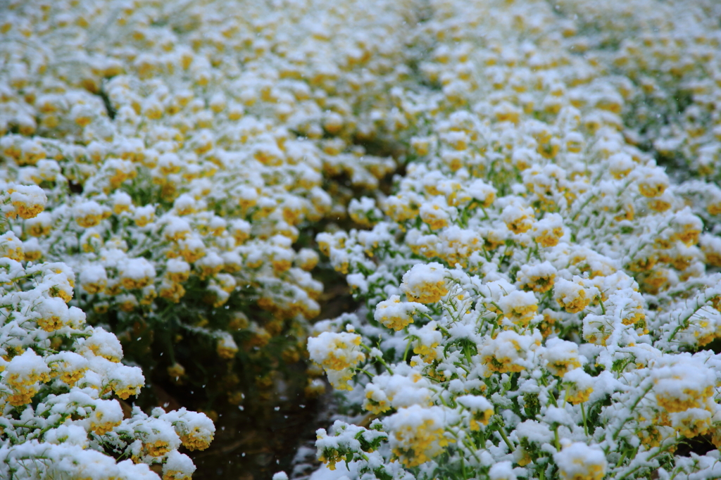 雪降る時