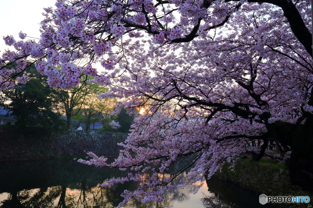 桜朝景