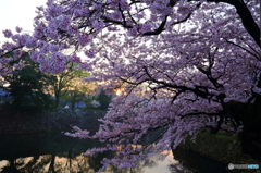 桜朝景