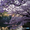 桜朝景