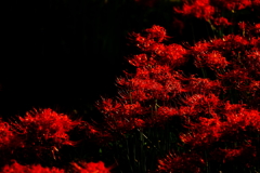 彼岸花_5