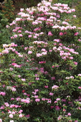 シャクナゲ渓_1