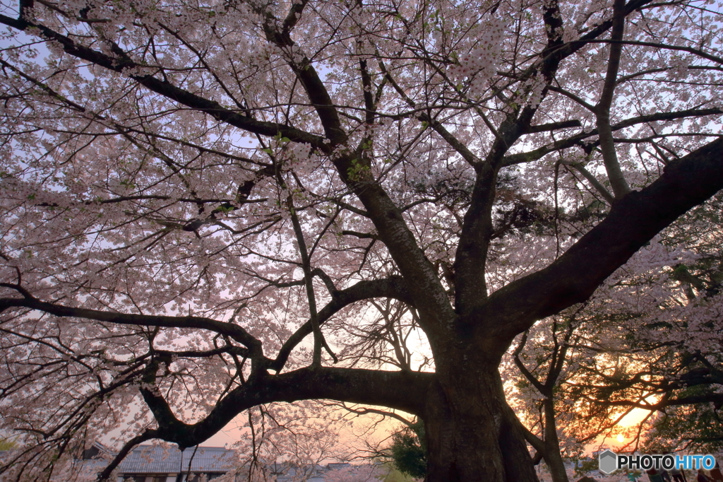桜と夕陽
