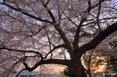 桜と夕陽