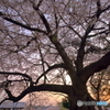桜と夕陽
