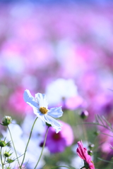 秋桜