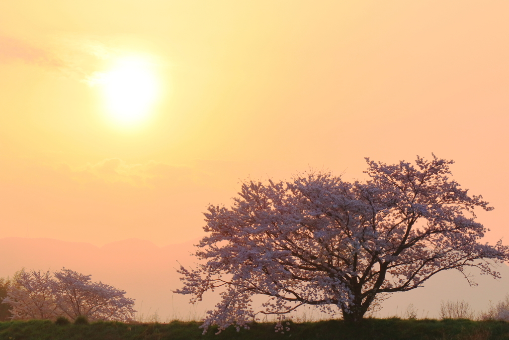 宇曽川堤の桜_4