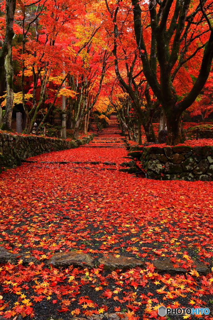 鶏足寺_4
