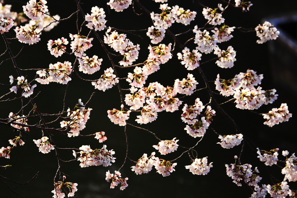 桜花_5