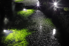 梅香藻ライトアップ