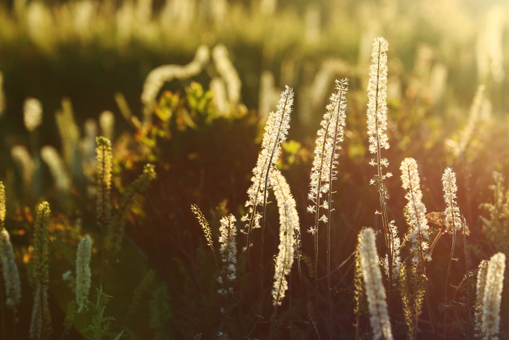 サラシナショウマ