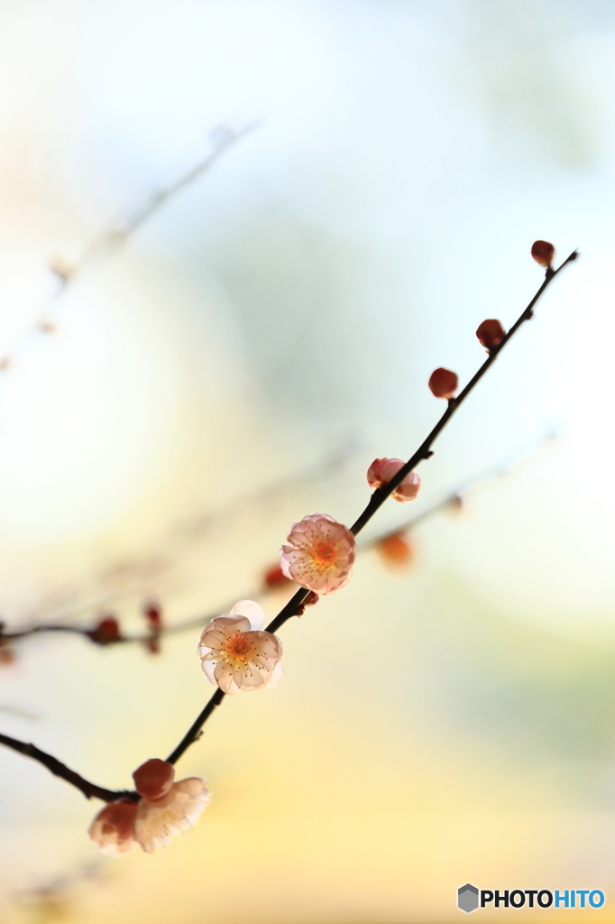 春の魁