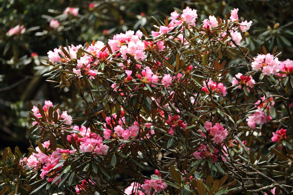 シャクナゲ渓_2