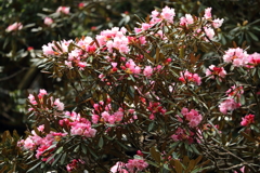 シャクナゲ渓_2