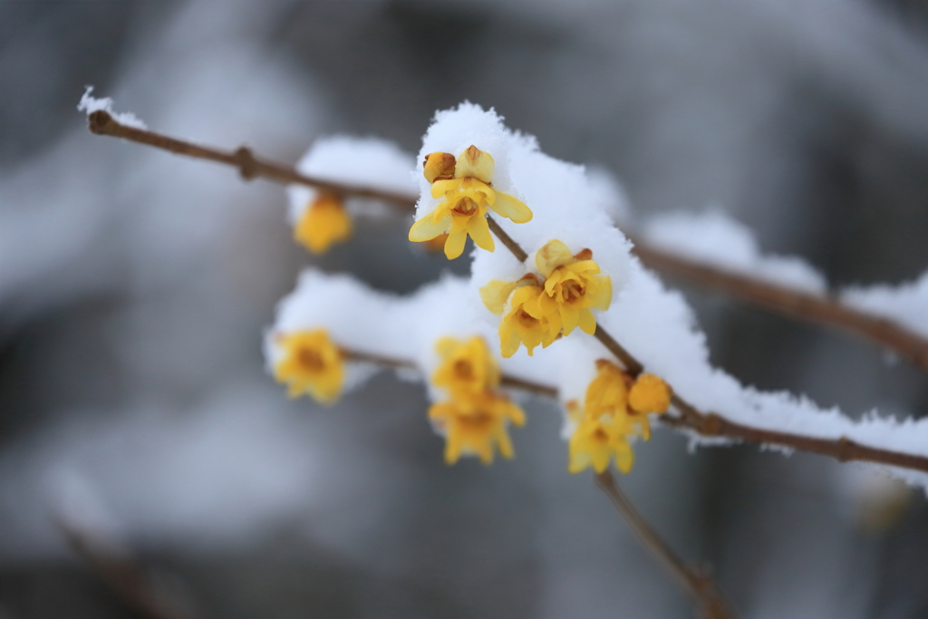 雪蝋梅