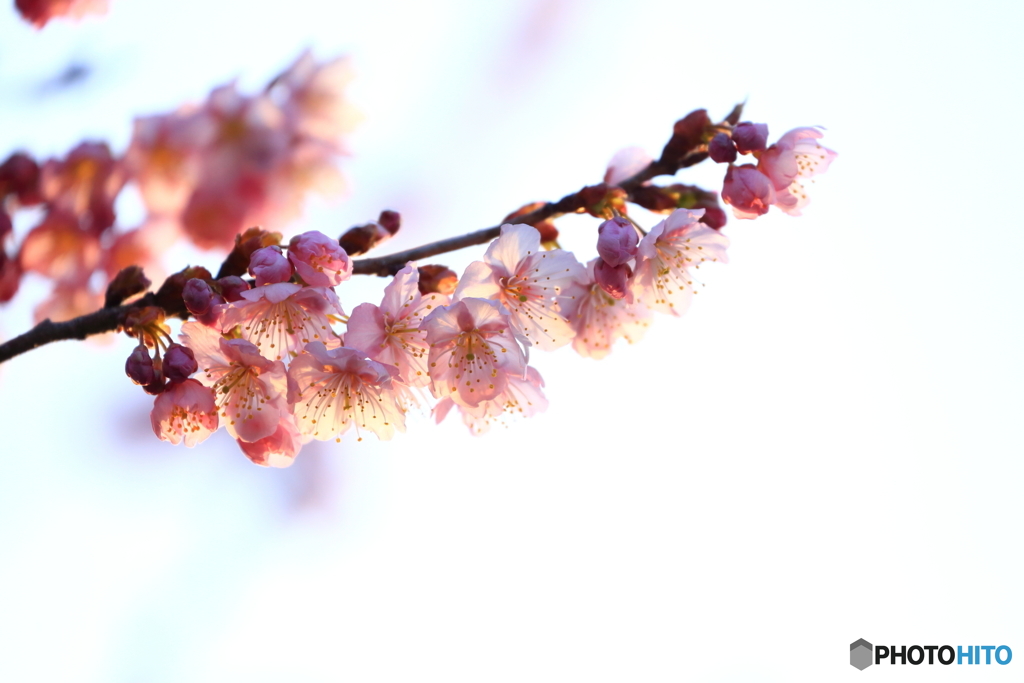 緋寒桜_1