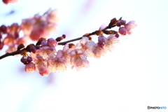 緋寒桜_1