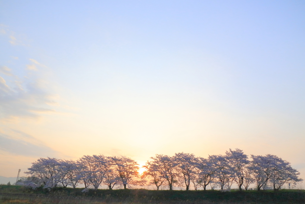 宇曽川堤の桜_3