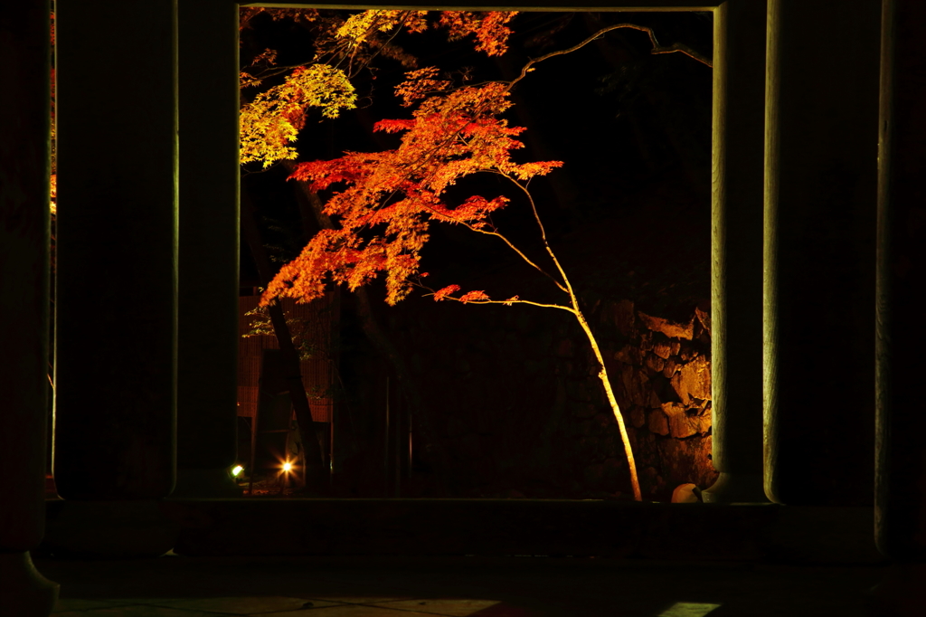 額縁の紅葉