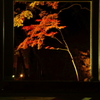 額縁の紅葉