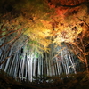 竹林