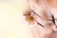 梅_4