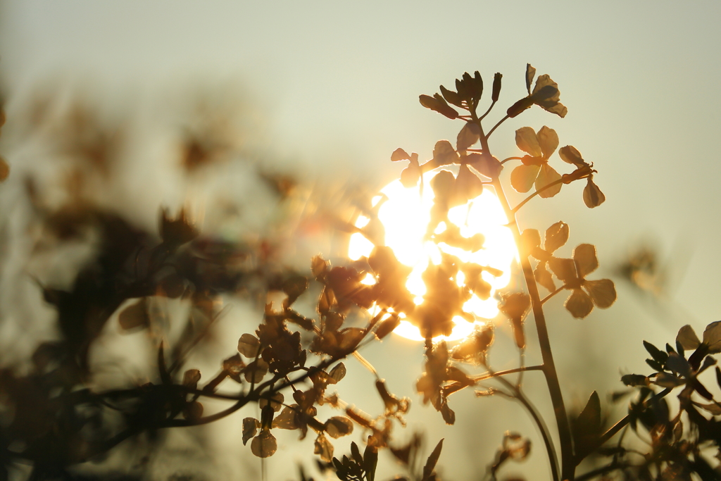 ハマダイコン_3