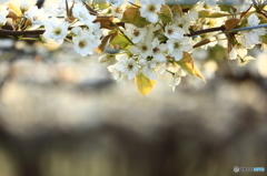 梨の花