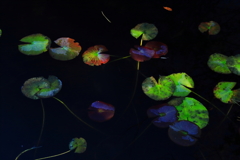 彩の池